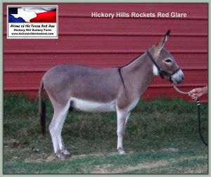 Hickory Hills Rocket's Red Glare, Reserve Champion High Point Miniature Yearling Halter Gelding